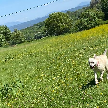 Gite Cocotte Luberon, Forcalquier Pierrerue  Zewnętrze zdjęcie