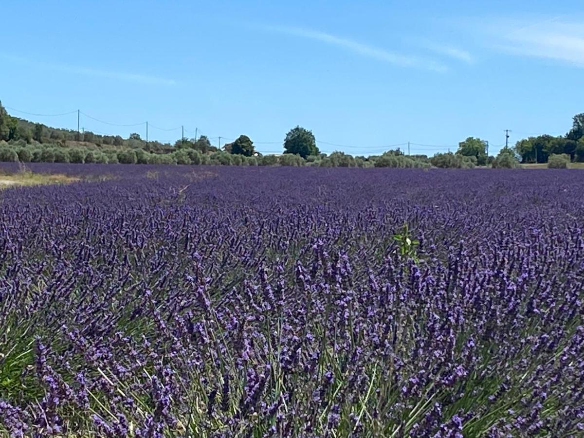 Gite Cocotte Luberon, Forcalquier Pierrerue  Zewnętrze zdjęcie