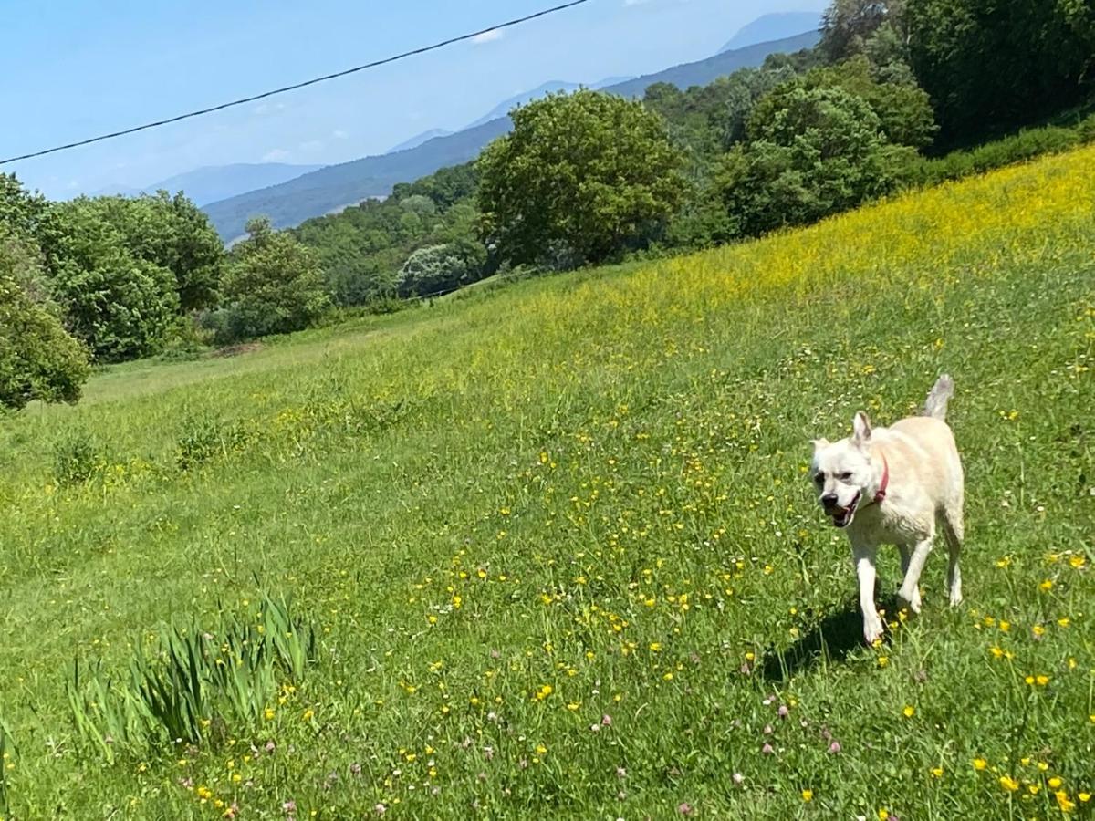 Gite Cocotte Luberon, Forcalquier Pierrerue  Zewnętrze zdjęcie